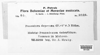 Fusoidiella depressa image